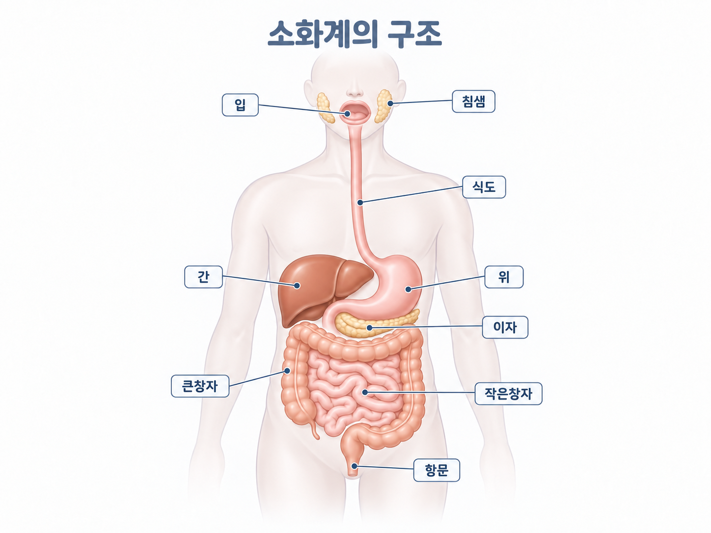 실제 과학 학습 자료: 소화기관 그림